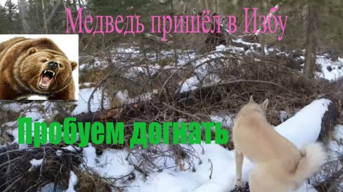 Таёжный Промысел в Сибири.. МЕДВЕДЬ ПРИШЁЛ ПРЯМ В ИЗБУ -НО СОБАКИ УГНАЛИ.