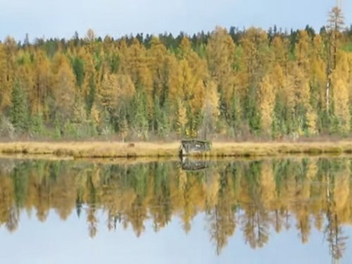 В краю непуганых топтыгиных.