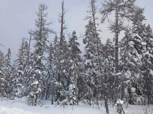 В краю непуганых топтыгиных.