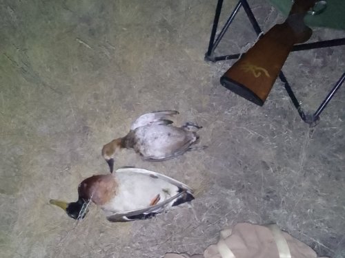 Дождался