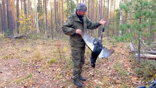 ОХОТА НА ГЛУХАРЯ С МЕЛКАШКОЙ. РЕКОРДНЫЙ ВЫСТРЕЛ