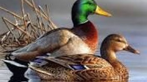 Охота на уток 1 -2 октября 2022 г. Казахстан.