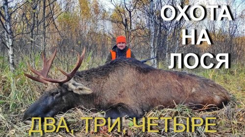 ОХОТА на лося, все сложилось....