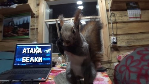ДАЛЬНИЙ, ГОРНЫЙ и пила.
