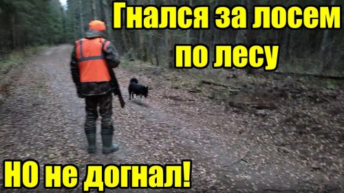 Моя первая загонная охота на лося