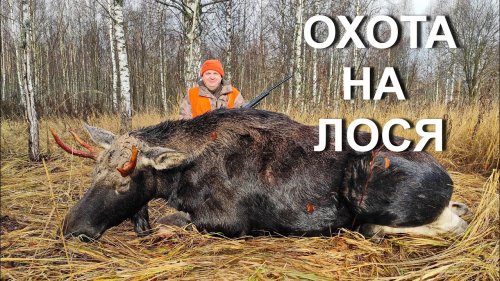 Охота НА ЛОСЯ.