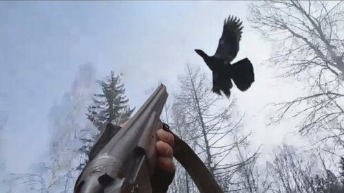 Охота на Глухаря и рябчика с лайкой.