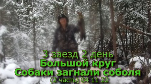 3 заезд 2 день Большой круг Собаки загнали соболя (2 часть) 04 11 22