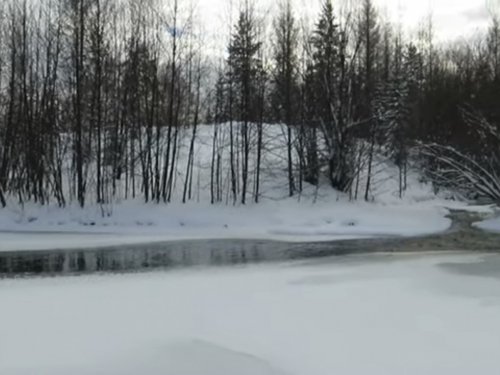 В краю непуганых топтыгиных.