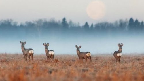 Охота на косулю, зайца и лису. Добыли ВСЁ. Hunting for roe deer, hare and fox. Got EVERYTHING.