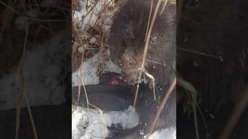 Бобр добр