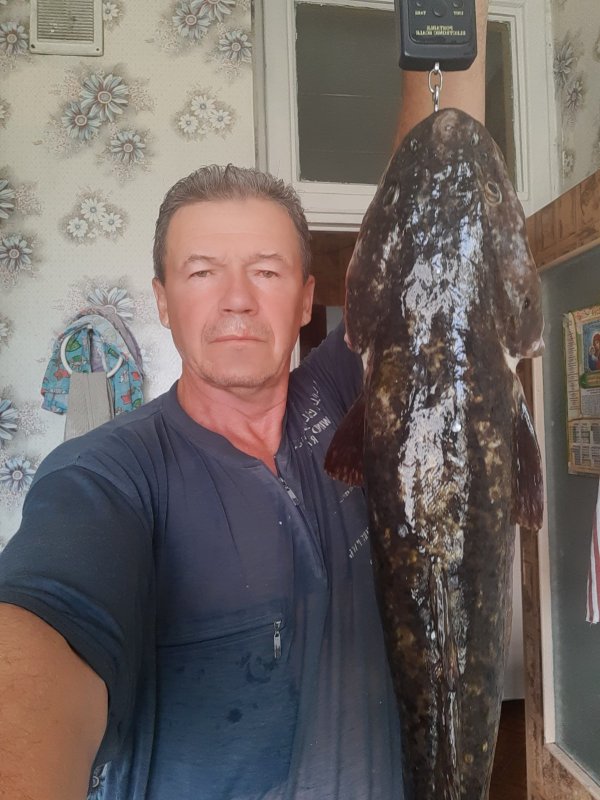 налим