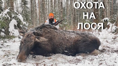 Охота НА ЛОСЯ. Десять лет ожиданий...