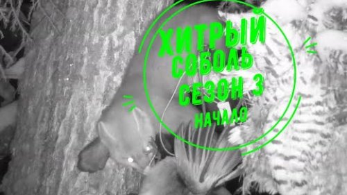 Охота на соболя.Сезон 3. Начало.