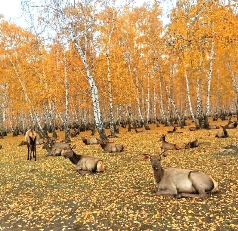 загорают