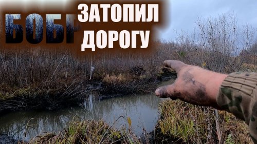 Охота на бобра  как найти вход в хату