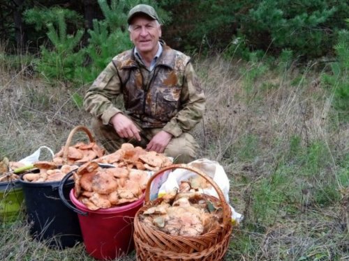 Рыжики!!!
