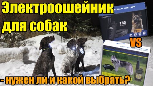 Нужен ли электронный ошейник для собак? Какой ошейник выбрать в 2023?