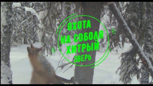 Охота на соболя. Сезон 3. Часть 2.