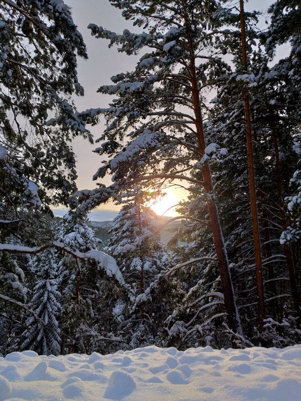 Природа под снегом