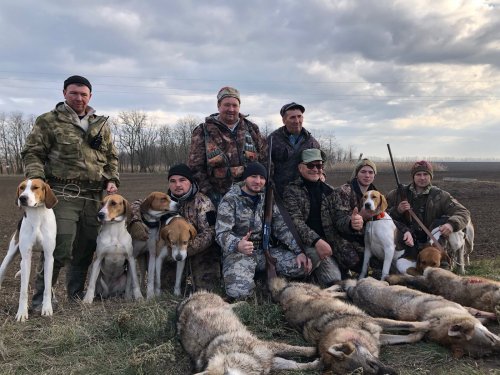 Взяли четыре волчицы