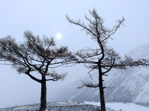 Природа Кош-Агача