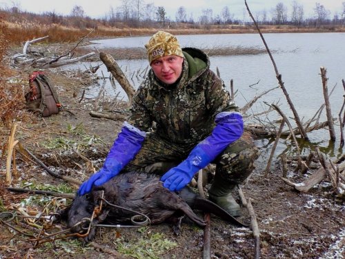 Ещё один бобр сезона
