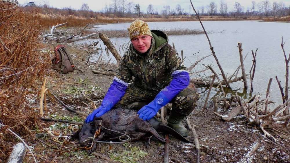 Ещё один бобр сезона