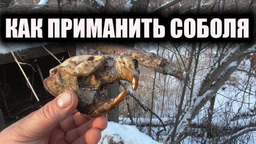 Охота на соболя настораживаю путик