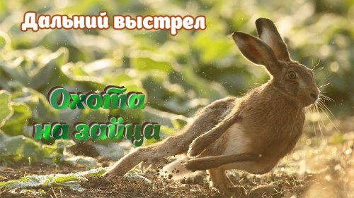 Охота на зайца 2023. Матерые, умные, крепкие.
