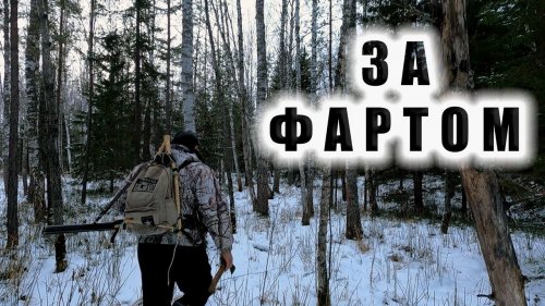 Охота на соболя следующий день в лесу