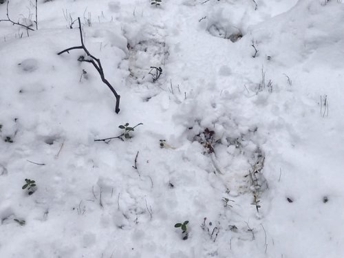 Медвежья болезнь. (продолжение 1)