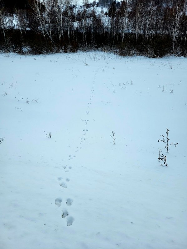 Не задолго до выстрела