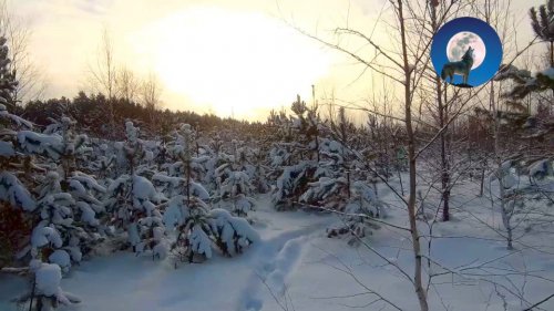 ОХОТА НА ЗАЙЦА С ПОДПИСЧИКОМ * КРАТКИЙ КУРС МОЛОДОГО БОЙЦА