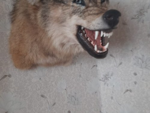 Волчара