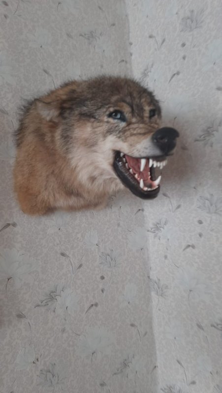 Волчара