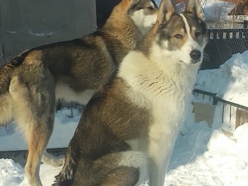 Чучики