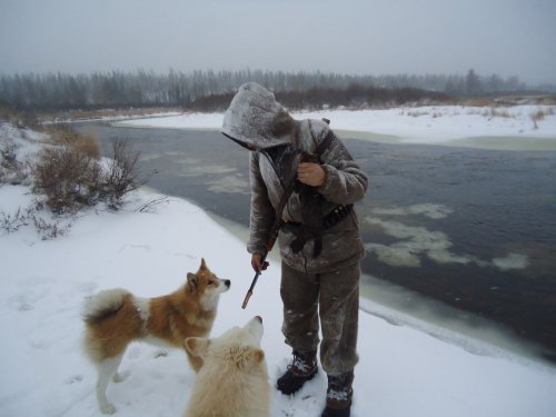 Быки, (продолжение)