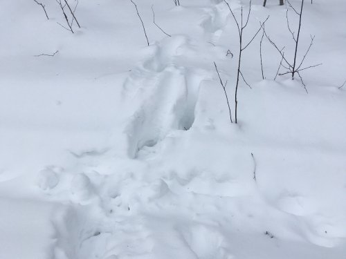бродят лосишки