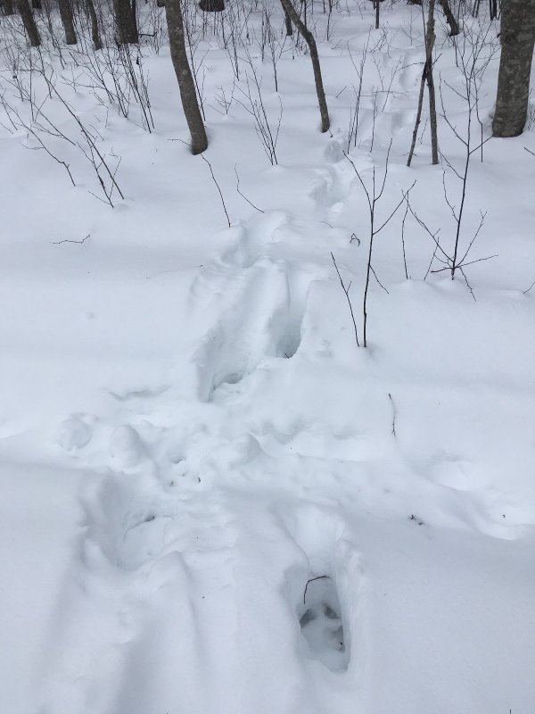 бродят лосишки