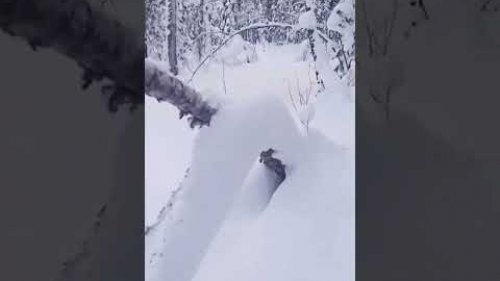 Снежные чудеса