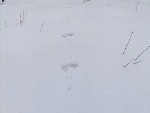 Гонный след.