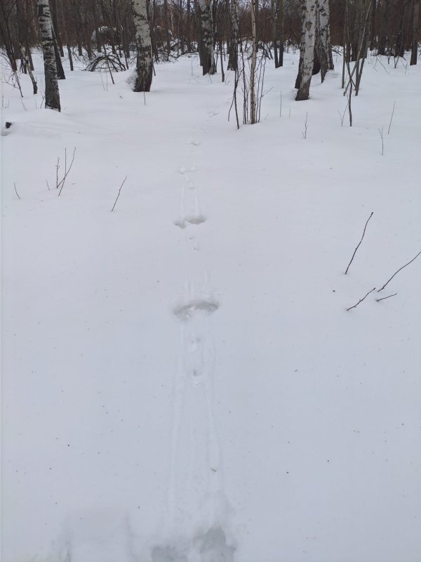 Гонный след.