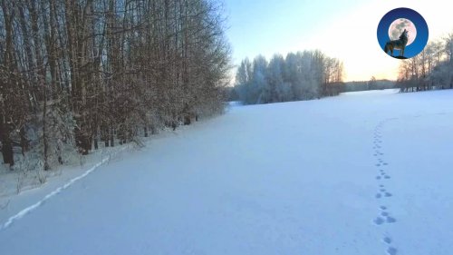 ОХОТА НА ЗАЙЦА * ЗВЕРОБОЙСКИЙ СТАНДАРТ