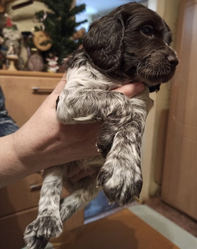 Щенок вахтельхунда 1 месяц