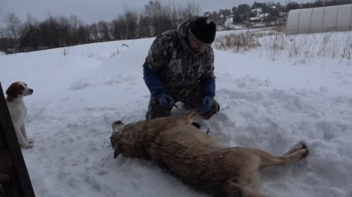 Как шкурать волка \ Canis lupus