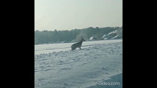 В Тогучинском районе много снега.Косули 15 февраля 2023 г.