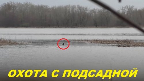 Открытие весенней охоты на селезня. Первая выезд с подсадной на Волгу / MAX HUNTER