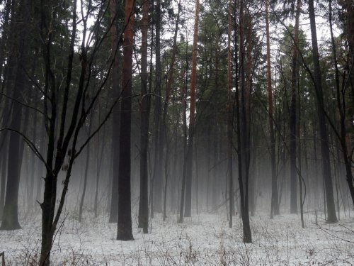 Мартовский туман.