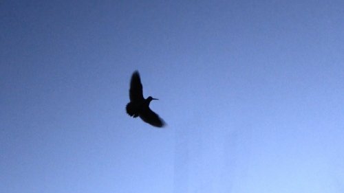 Охота на вальдшнепа woodcock hunting #11 Тверская область